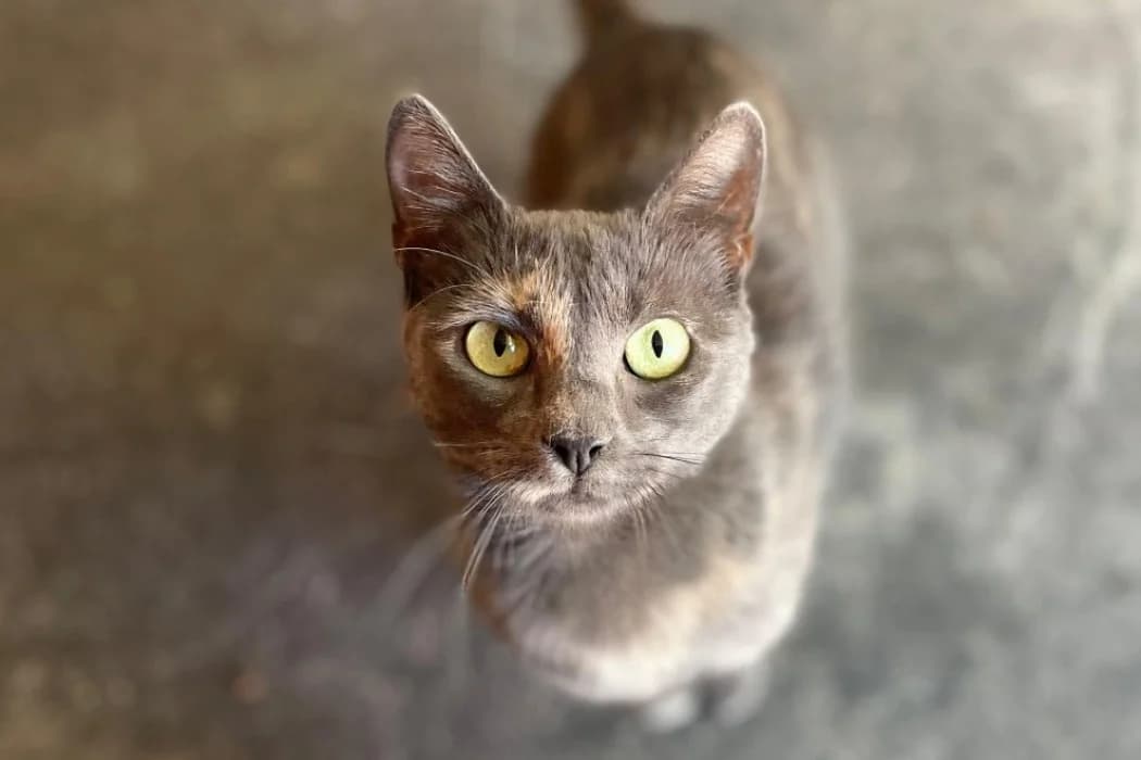 Valea, female young Mixed Breed Cat for adoption at Wiener Tierschutzverein, Vienna