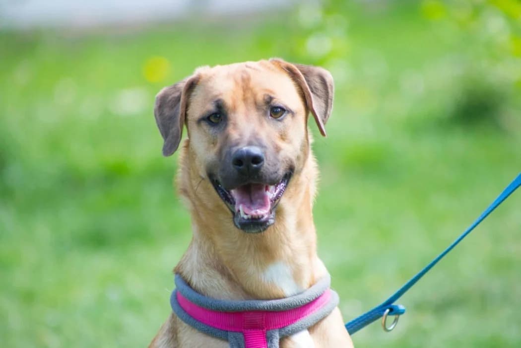Laki, female young Mixed Breed for adoption at Tierschutz Austria, Vienna