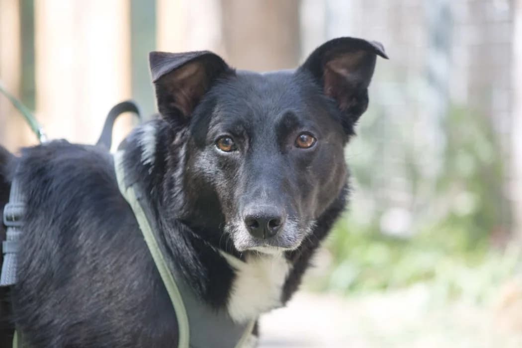 Rupi, male 6yo Mixed Breed for adoption at Tierschutz Austria, Vienna
