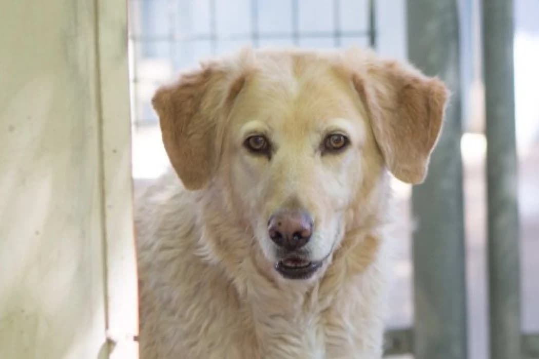 Lajna, female 4yo Mixed Breed for adoption at Tierschutz Austria, Vienna