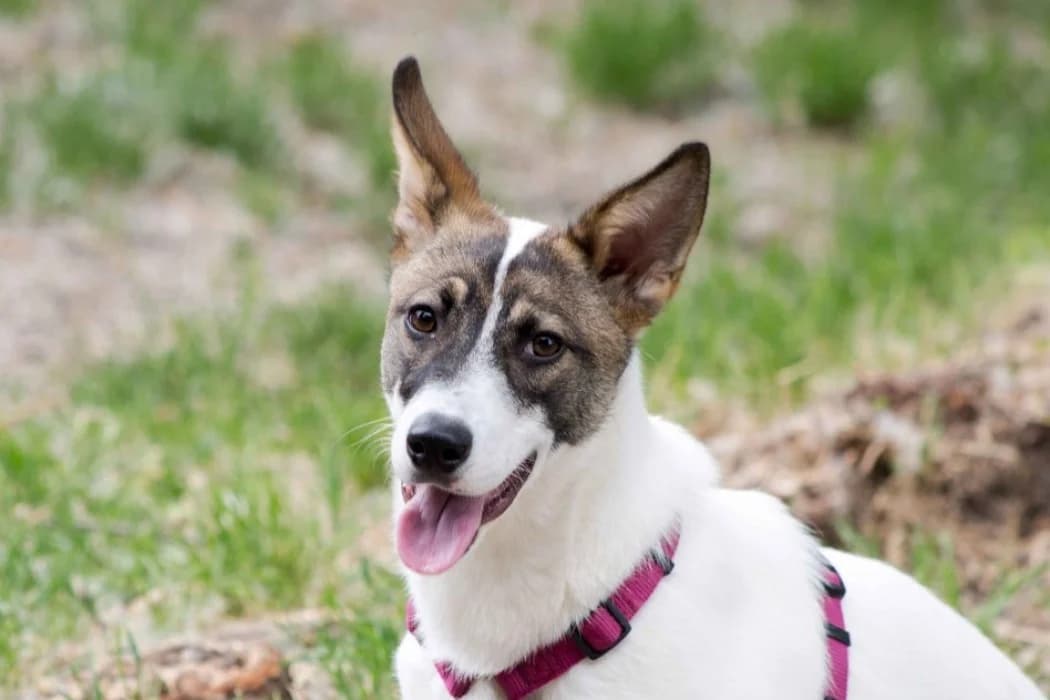 Peanut, male young Mixed Breed for adoption at Tierschutz Austria, Vienna