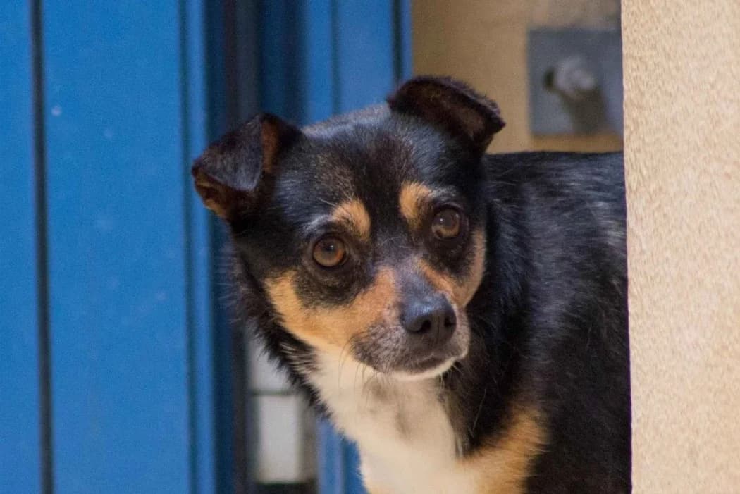 Tuan, male 6yo Mixed Breed for adoption at Tierschutz Austria, Vienna