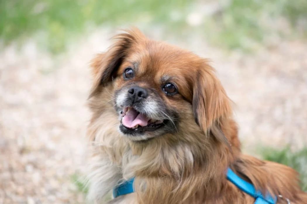 Gerti, female 6yo Mixed Breed for adoption at Tierschutz Austria, Vienna