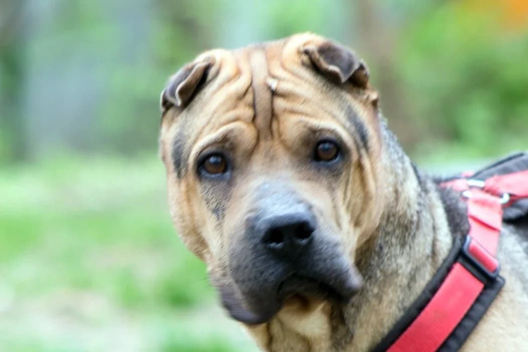 Flopp, male senior mixed breed for adoption at Tierschutz Austria, Vienna
