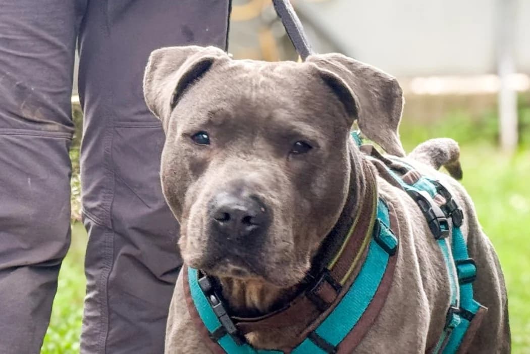 Aaron, male young American Staffordshire Terrier for adoption at Tierschutz Austria, Vienna