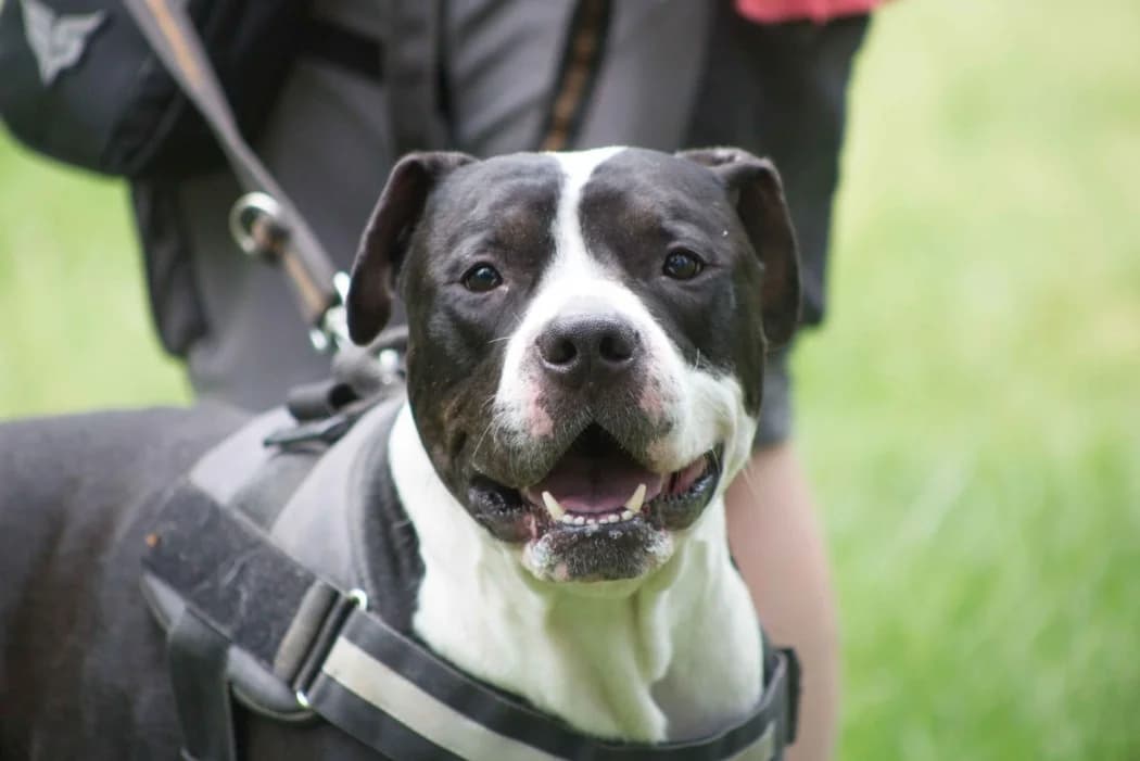 Pablo, male 5yo American Staffordshire Terrier for adoption at Tierschutz Austria, Vienna