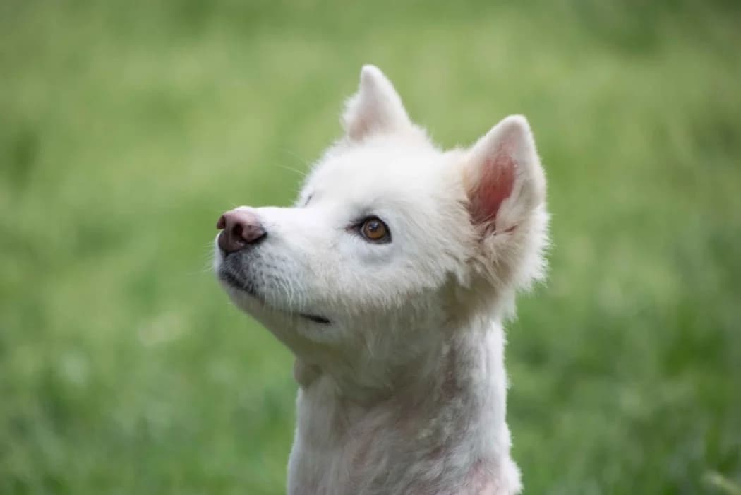 Wolfi, male senior Mixed Breed for adoption at Wiener Tierschutzverein, Vienna