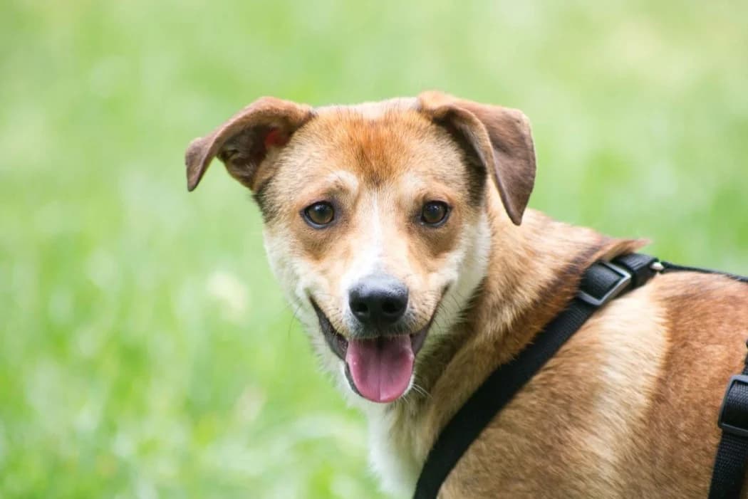 Zeus, male young Mixed Breed for adoption at Wiener Tierschutzverein, Vienna