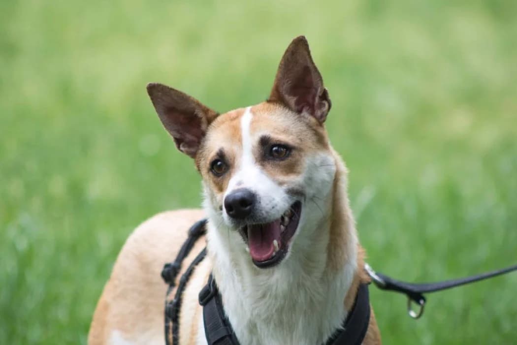 Hera, female 6yo Mixed Breed for adoption at Wiener Tierschutzverein, Vienna