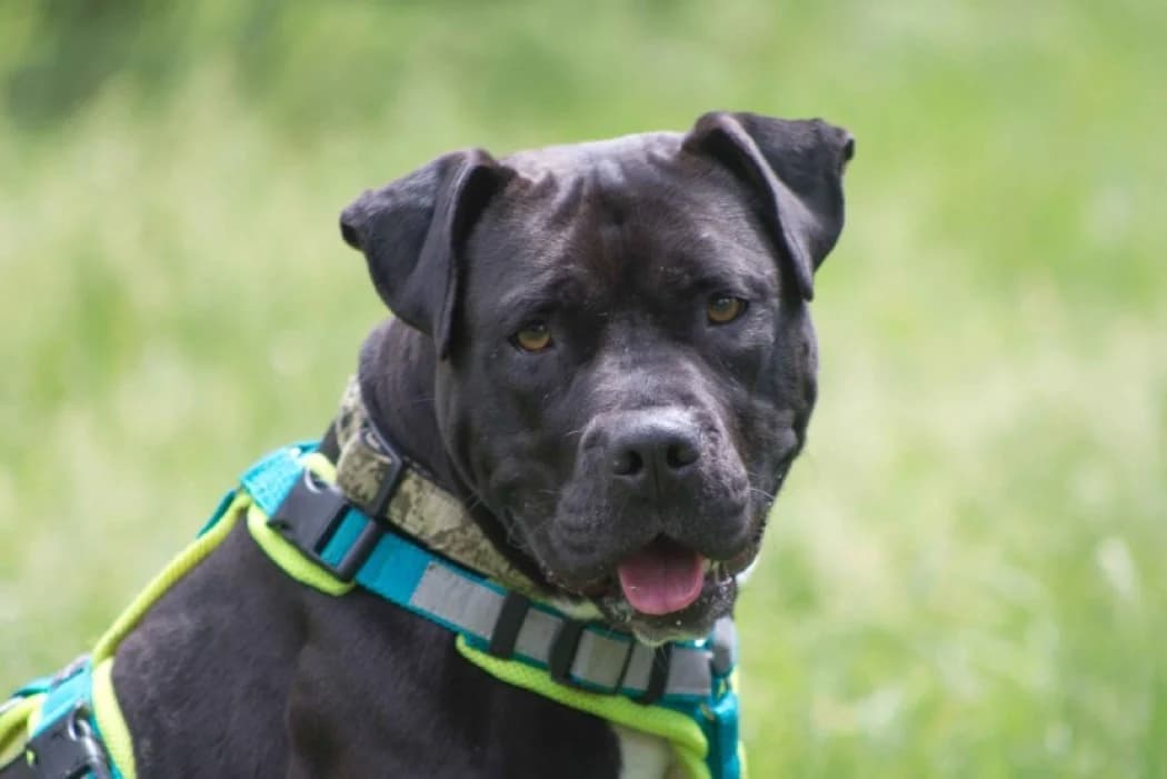 Layla Frieda, female 3yo American Staffordshire Terrier for adoption at Tierschutz Austria, Vienna