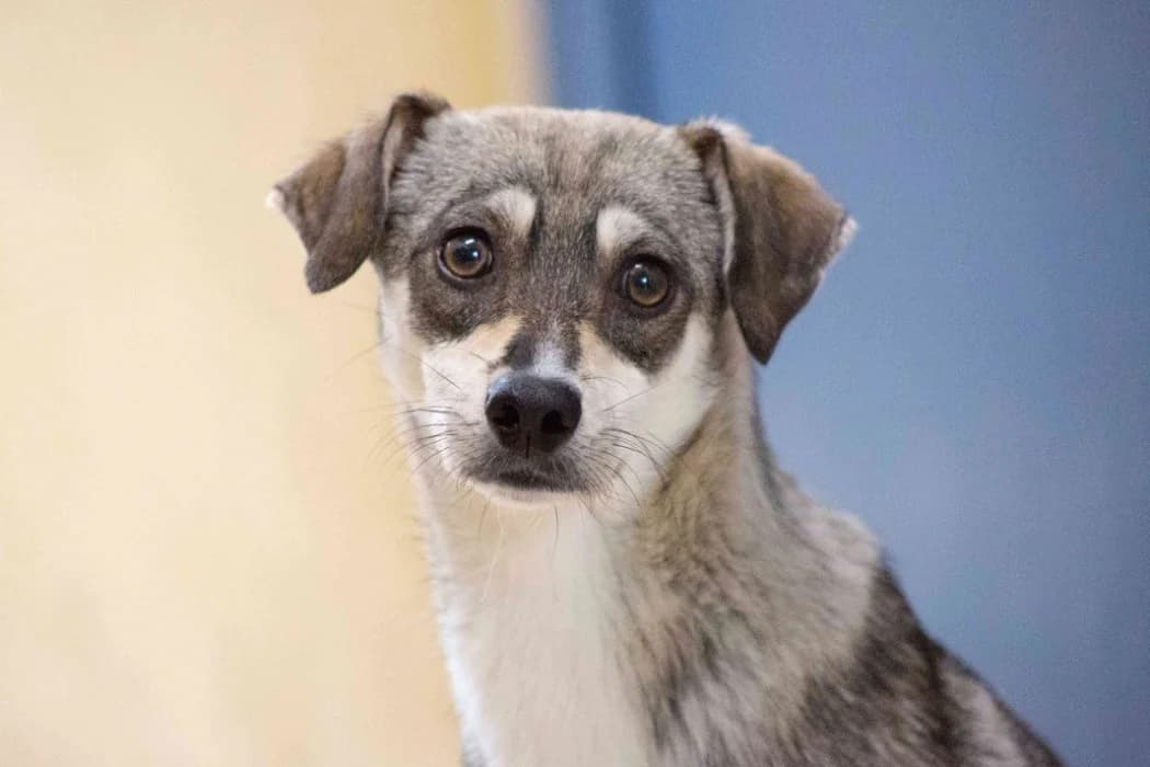 Nugget, male young Mixed Breed for adoption at Wiener Tierschutzverein, Vienna