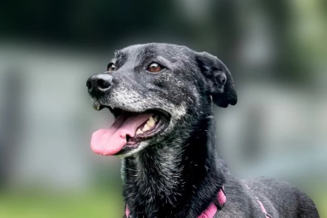 Philip, male 3yo Mixed Breed for adoption at Wiener Tierschutzverein, Vienna