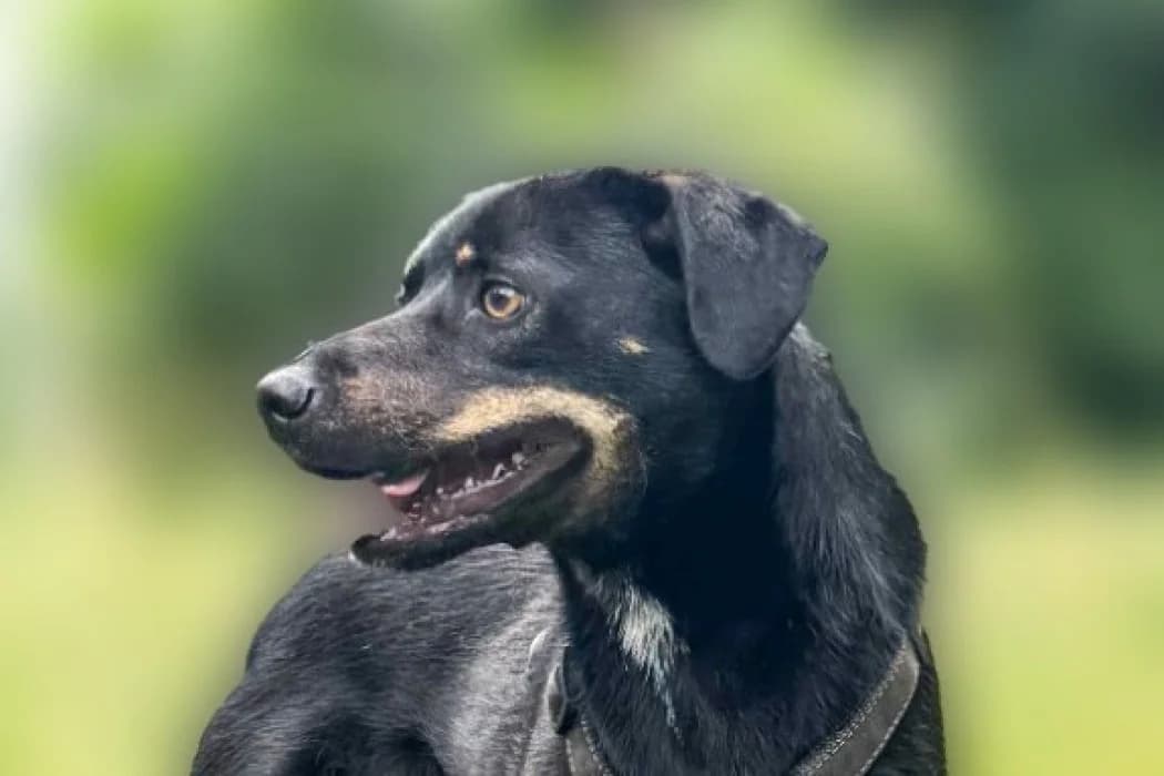 Kurti, male young Mixed Breed for adoption at Wiener Tierschutzverein, Vienna
