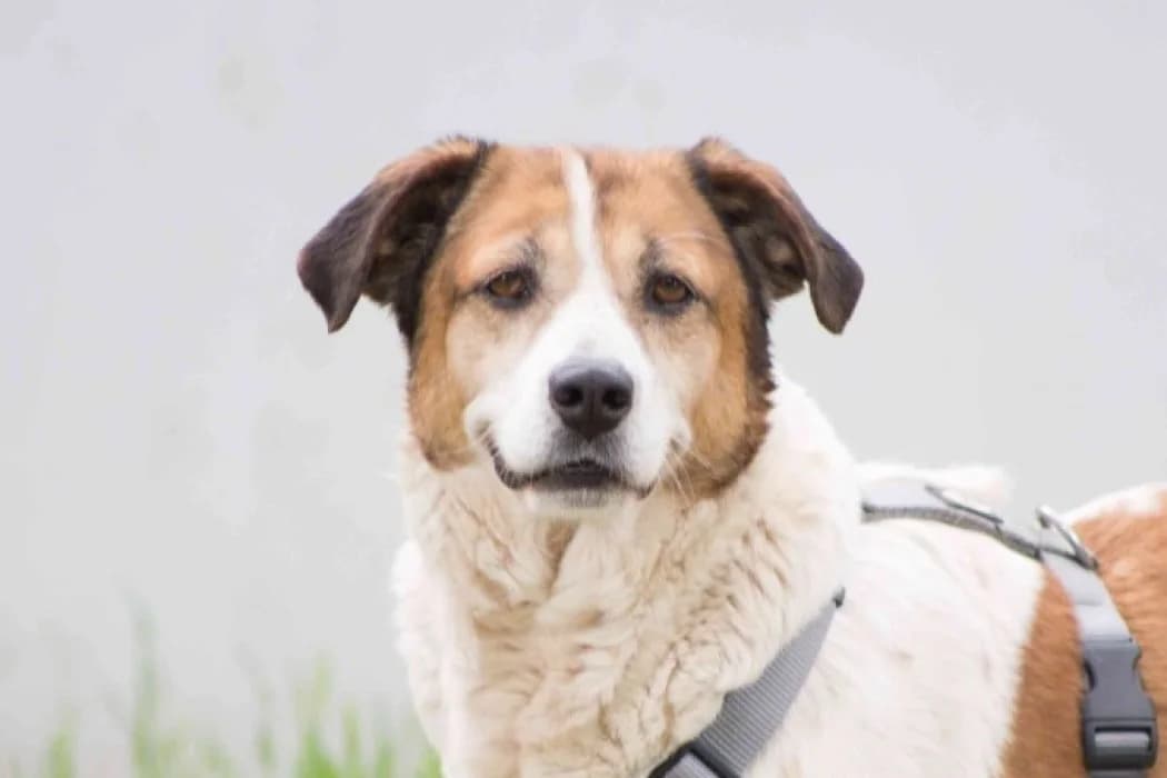 Polina, female 5yo Mixed Breed for adoption at Tierschutz Austria, Vienna