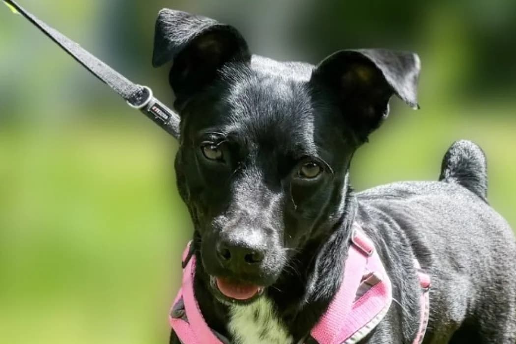 Lajka, female 4yo Mixed Breed for adoption at Wiener Tierschutzverein, Vienna