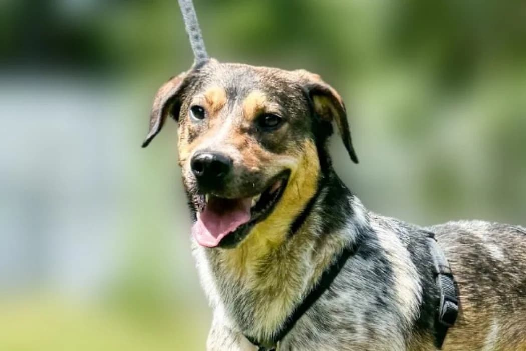 Woody, male 3yo Mixed Breed for adoption at Wiener Tierschutzverein, Vienna
