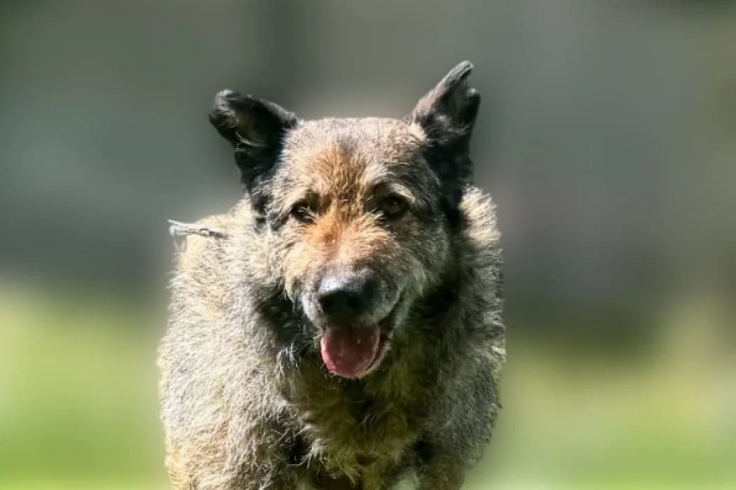 Peter, male senior Mixed Breed for adoption at Wiener Tierschutzverein, Vienna