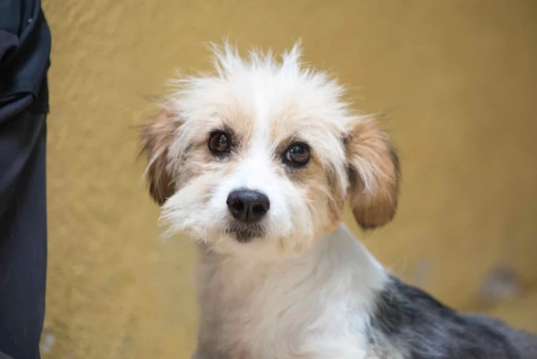 Antonia, female young Mixed Breed for adoption at Wiener Tierschutzverein, Vienna