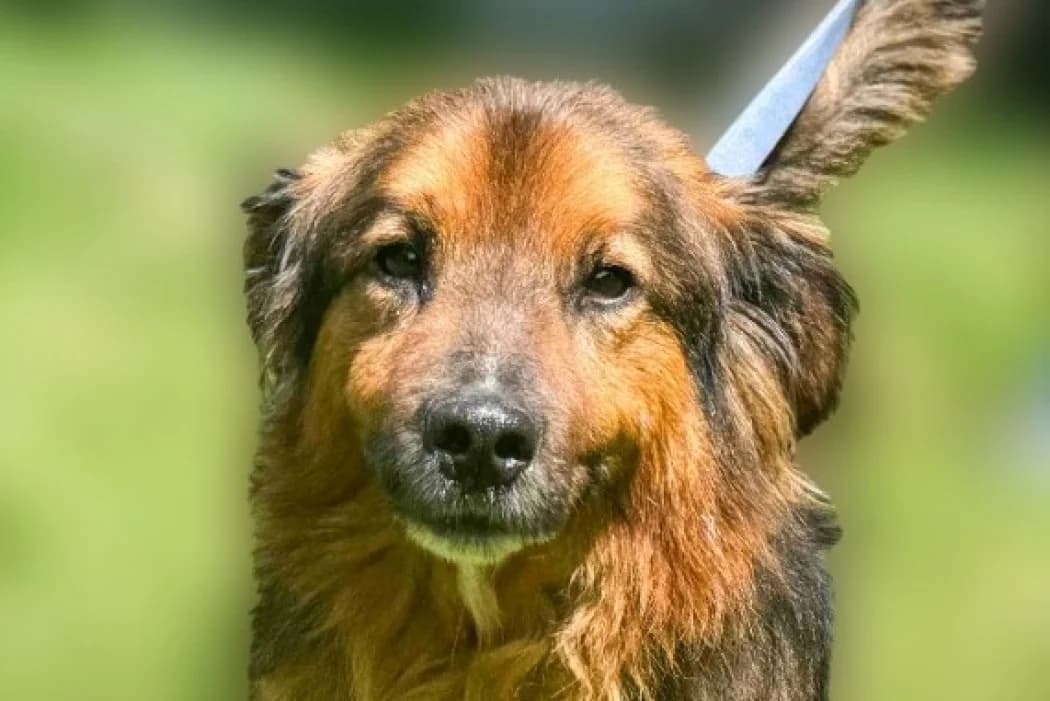 Timon, male senior Mixed Breed for adoption at Wiener Tierschutzverein, Vienna