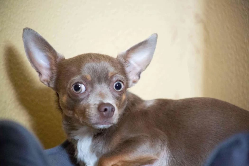 Sooky, male young Chihuahua for adoption at Tierschutz Austria, Vienna