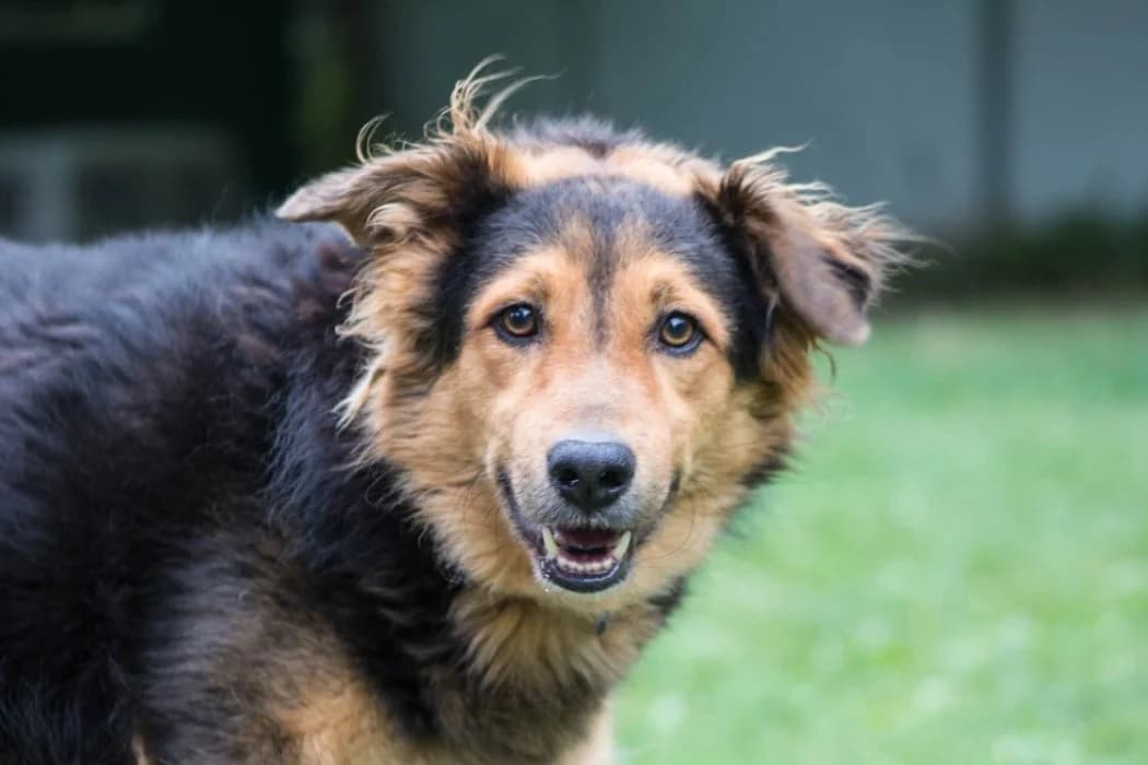 Willy, male Mixed Breed for adoption at Wiener Tierschutzverein, Vienna