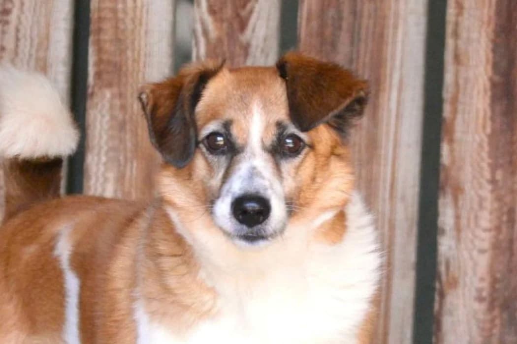Poldi, male 3yo Mixed Breed for adoption at Tierschutz Austria, Vienna