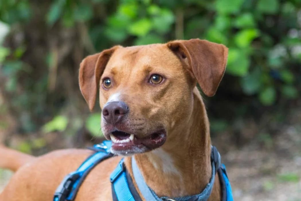 Babsi, female 3yo Mixed Breed for adoption at Tierschutz Austria, Vienna