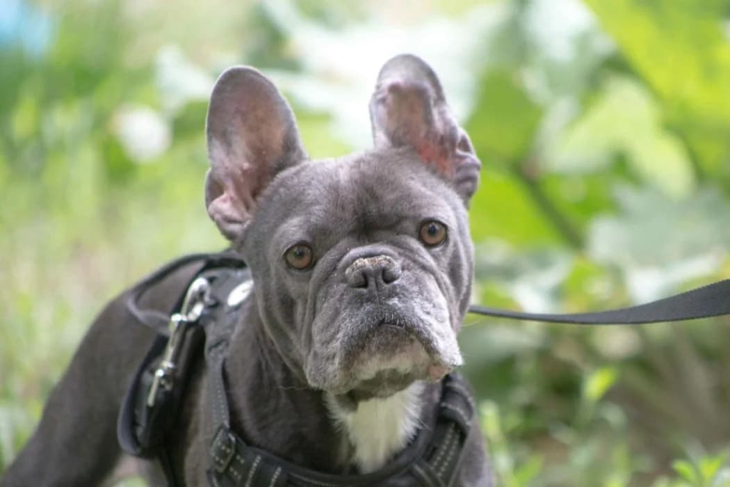 Chilli, female 5yo French Bulldog for adoption at Tierschutz Austria, Vienna