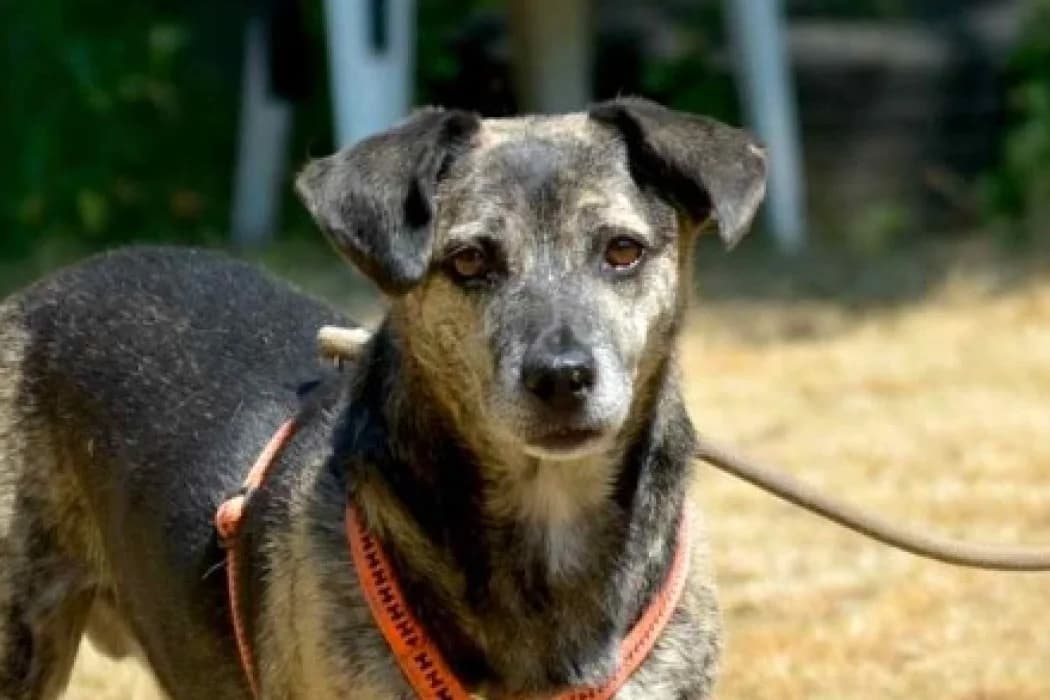 Muffin, male 5yo Mixed Breed for adoption at Wiener Tierschutzverein, Vienna
