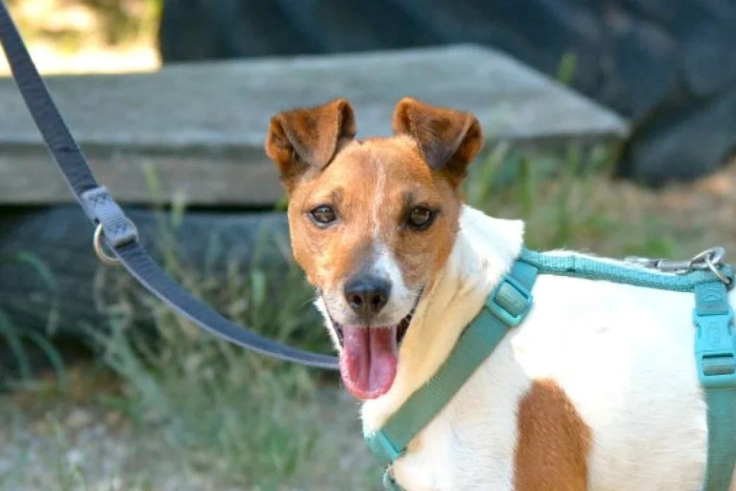 Matin, male 7yo Mixed Breed for adoption at Wiener Tierschutzverein, Vienna