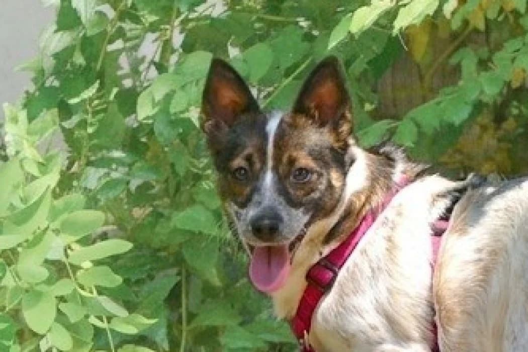 Tamina, female 7yo Mixed Breed for adoption at Wiener Tierschutzverein, Vienna