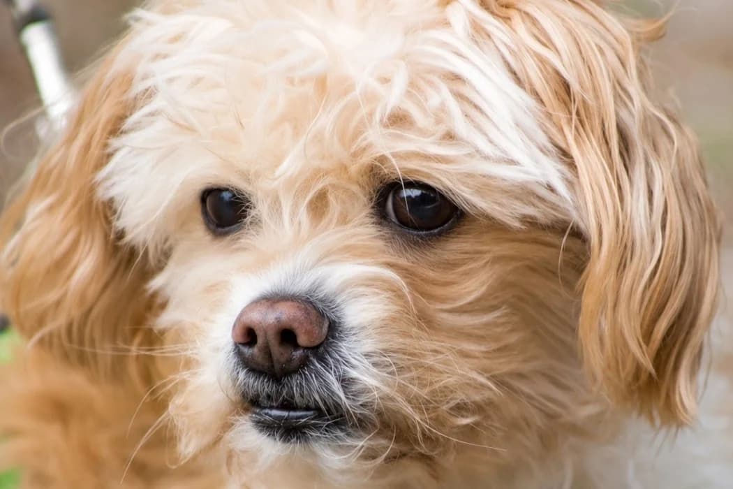 Lady, female Mixed Breed for adoption at Wiener Tierschutzverein, Vienna