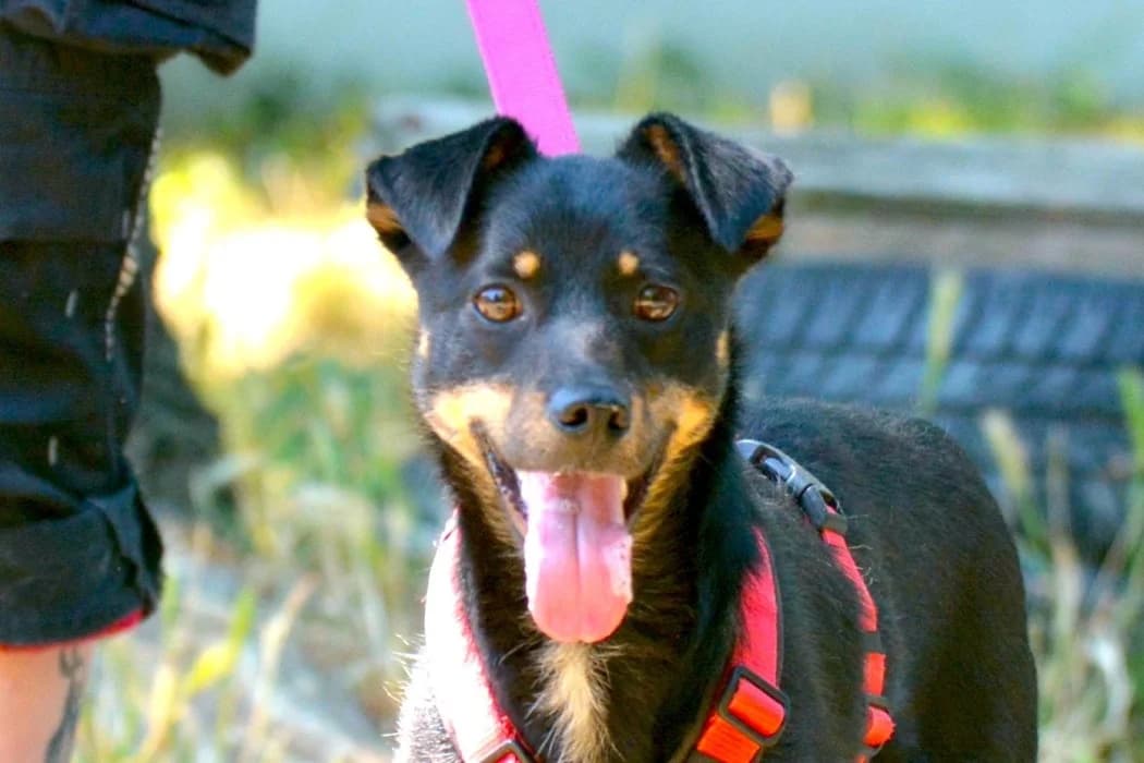 Kiko, male young Mixed Breed for adoption at Wiener Tierschutzverein, Vienna