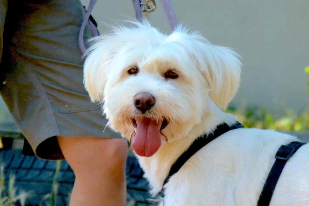Snowy, female 3yo Mixed Breed for adoption at Wiener Tierschutzverein, Vienna