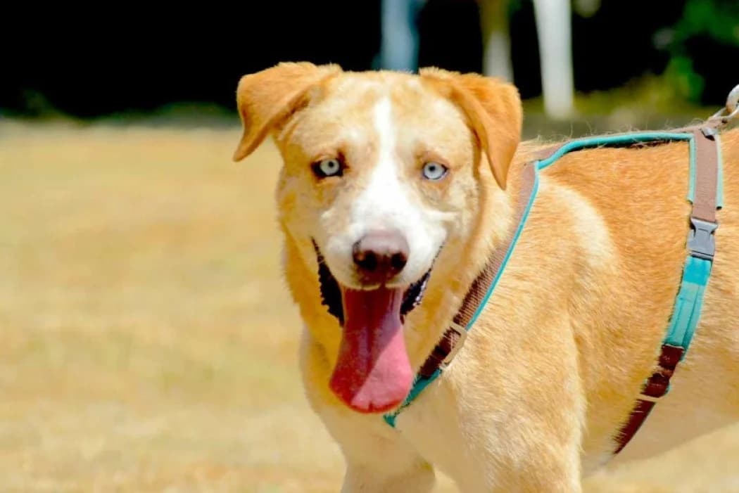 Dagobert, male 6yo Mixed Breed for adoption at Wiener Tierschutzverein, Vienna