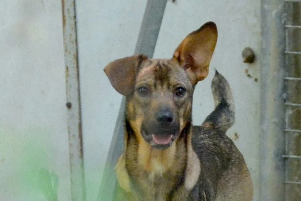 Edo, male young Mixed Breed for adoption at Wiener Tierschutzverein, Vienna