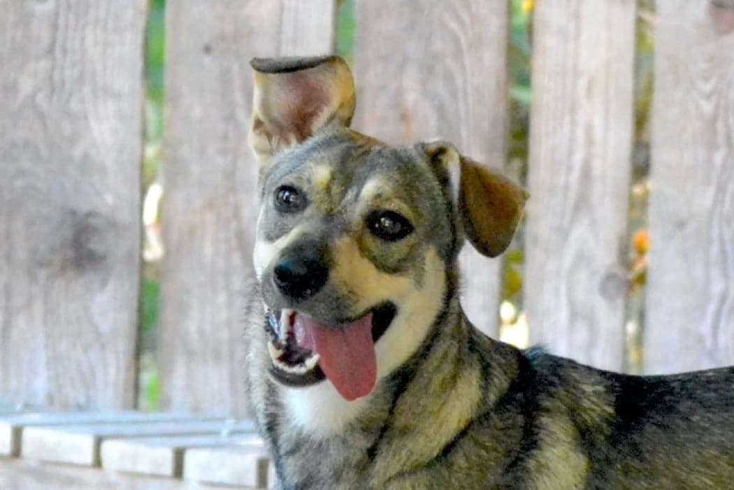 Anita, female young Mixed Breed for adoption at Wiener Tierschutzverein, Vienna