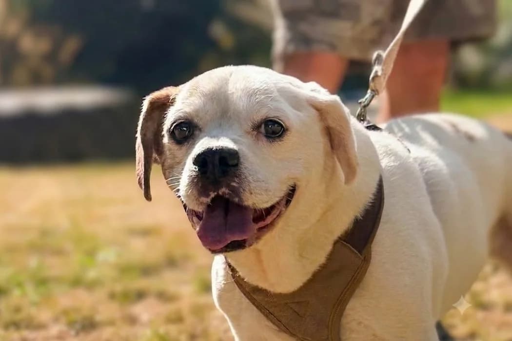 Zeus, male senior Mixed Breed for adoption at Tierschutz Austria, Vienna