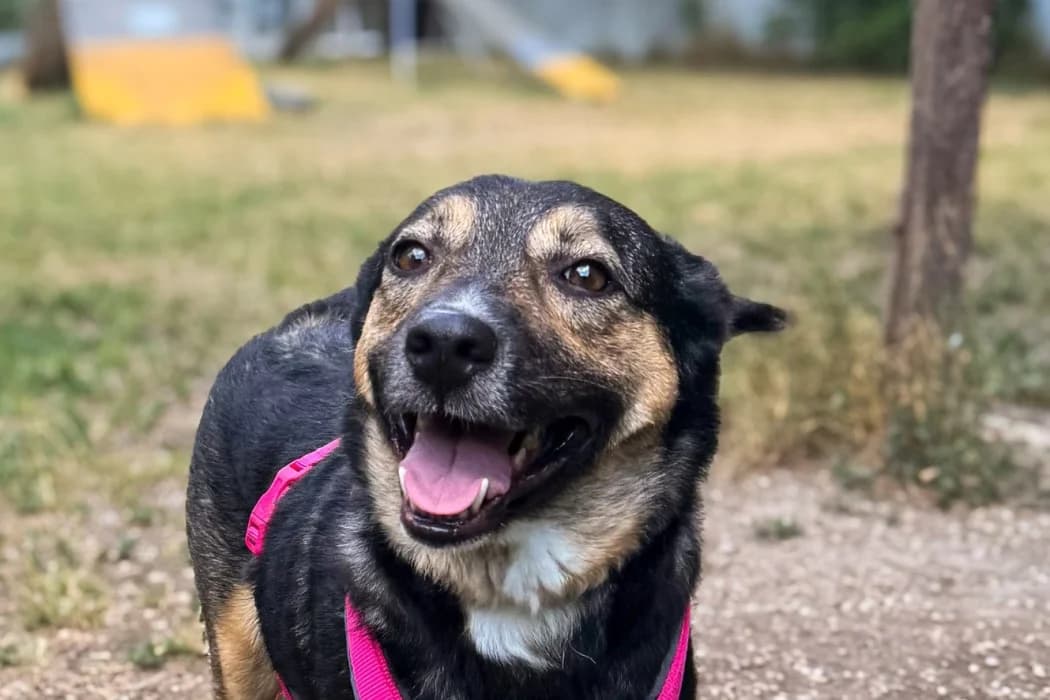 Sissy, female 5yo Mixed Breed for adoption at Tierschutz Austria, Vienna