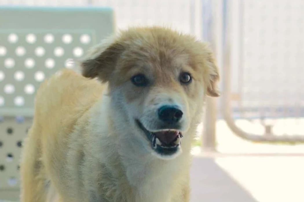 Aurel, male 6yo Mixed Breed for adoption at Tierschutz Austria, Vienna