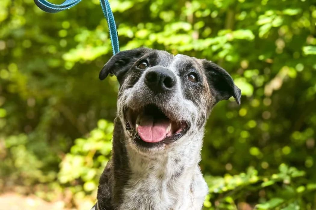 Chico, male 5yo Mixed Breed for adoption at Tierschutz Austria, Vienna