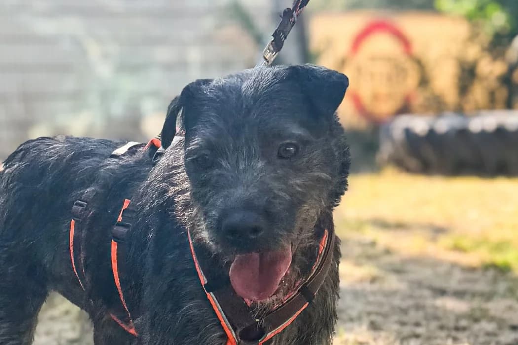 Lenora, female young Mixed Breed for adoption at Tierschutz Austria, Vienna