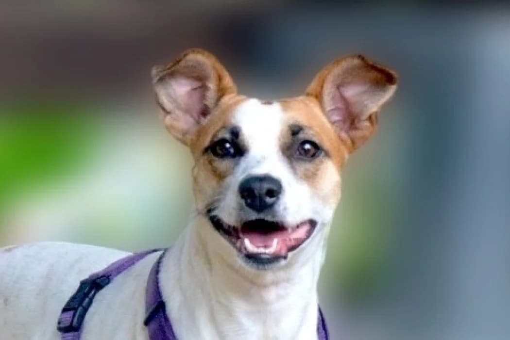 Claire, female young Mixed Breed for adoption at Tierschutz Austria, Vienna