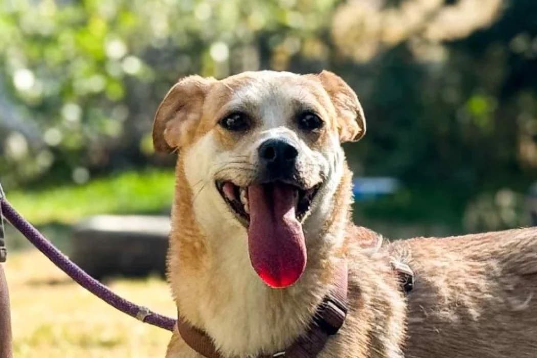 Dakari, male young Mixed Breed for adoption at Tierschutz Austria, Vienna
