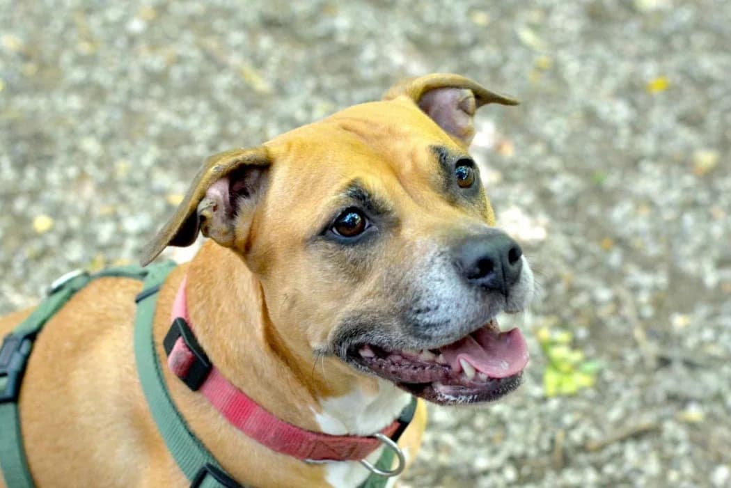 Nala, female 5yo American Staffordshire Terrier for adoption at Tierschutz Austria, Vienna