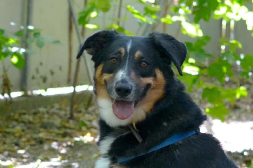 Rex, male 6yo Mixed Breed for adoption at Tierschutz Austria, Vienna