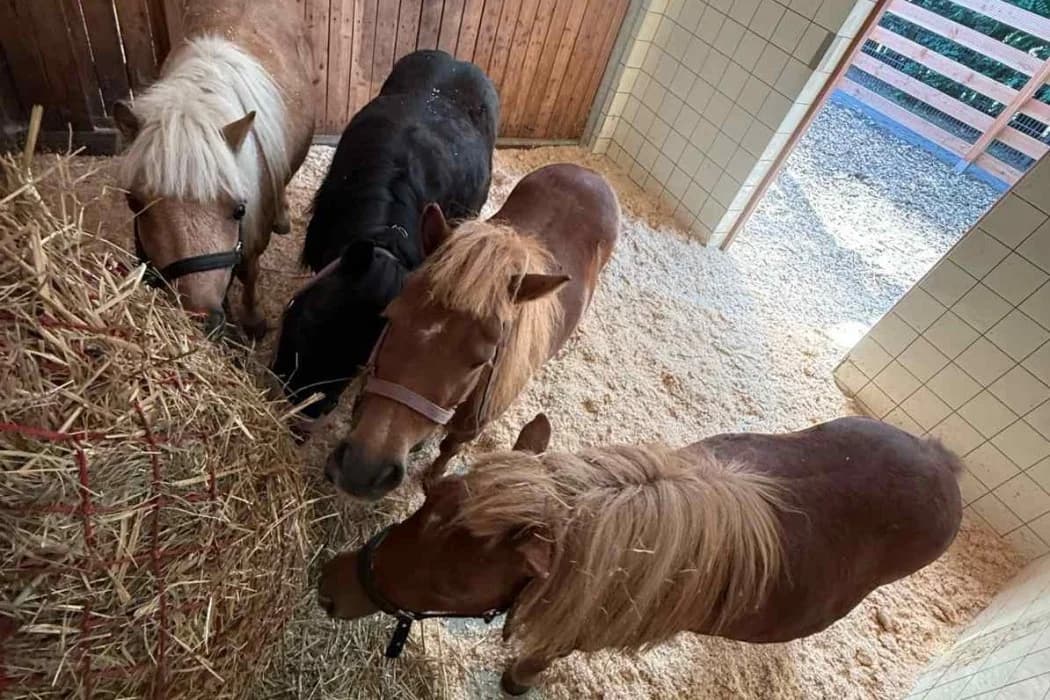 Ponys, 5yo Mixed Breed for adoption at Tierschutz Austria, Vienna