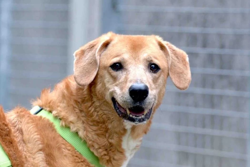 Fanny, female Mixed Breed for adoption at Tierschutz Austria, Vienna