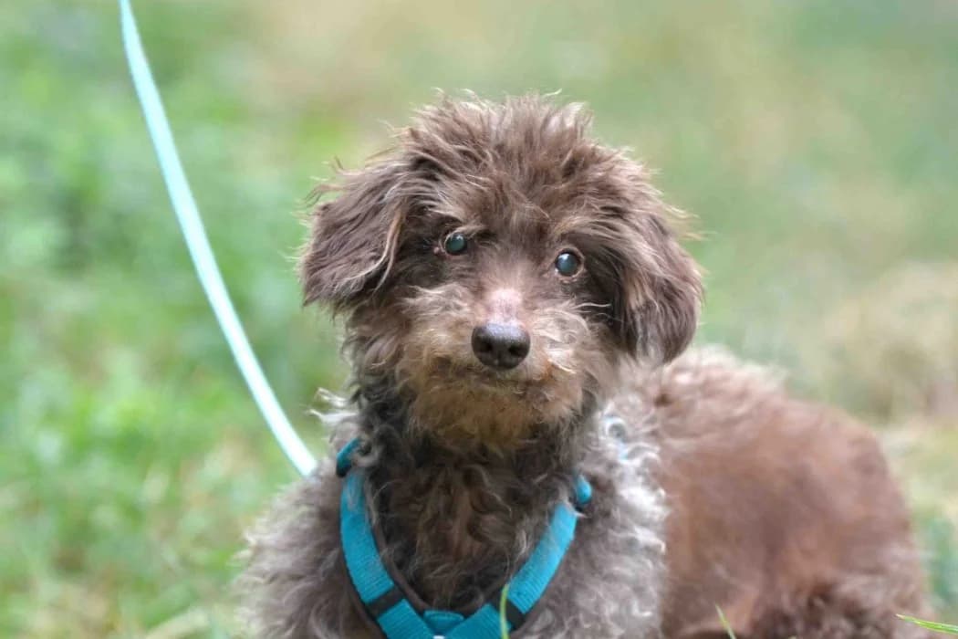 Buddy, male senior Mixed Breed for adoption at Tierschutz Austria, Vienna