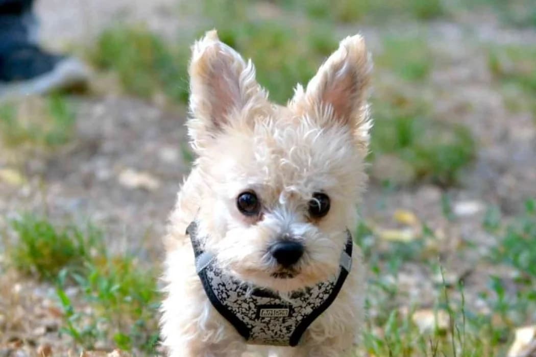 Snoopy, male 5yo Chihuahua for adoption at Tierschutz Austria, Vienna